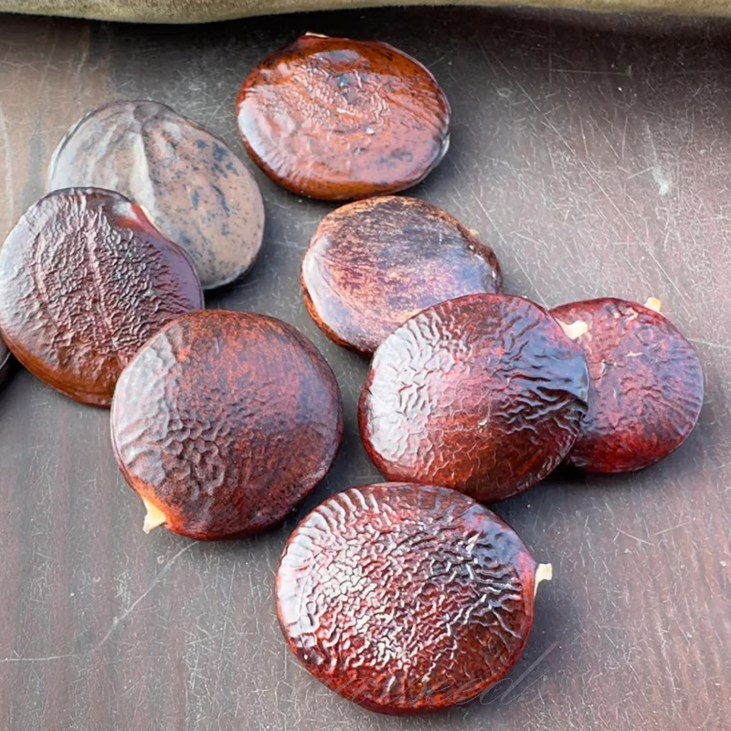 Wisteria Seeds ~ Grow stunning flower-covered walls and arches