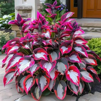 Rare Hosta Seeds ~ Transform dull garden corners into a colorful oasis