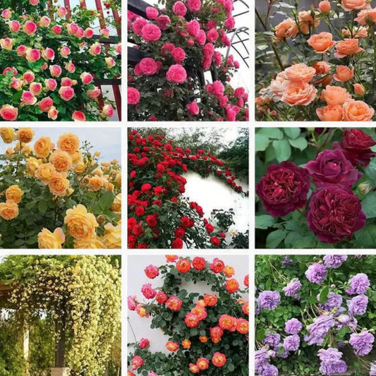 Climbing Rose Seeds ~ Transform fences into floral walls naturally_