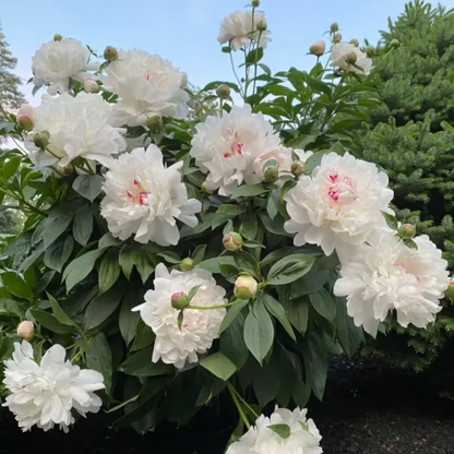 Double Petaled Peony Seeds ~ Grow lush, layered blooms that wow every spring
