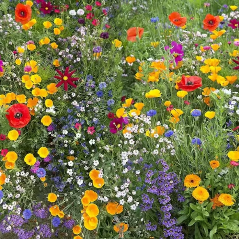 Perennial Wildflower Mixed Seeds (1000 Seeds) ~ Year-round color with one easy planting