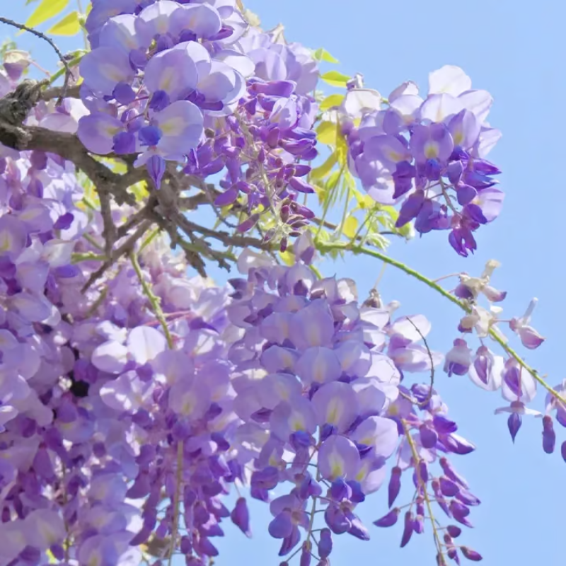 Wisteria Seeds ~ Grow stunning flower-covered walls and arches