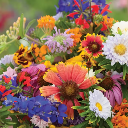Perennial Wildflower Mixed Seeds (1000 Seeds) ~ Year-round color with one easy planting