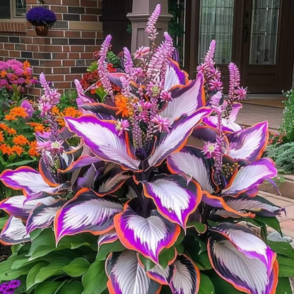Rare Hosta Seeds ~ Transform dull garden corners into a colorful oasis
