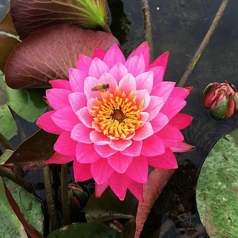 Sacred Bonsai Bowl Lotus Flower seeds ~ Grow vibrant blooms in bowls, pots, or patios