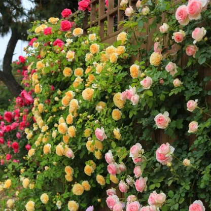 Climbing Rose Seeds ~ Transform fences into floral walls naturally_