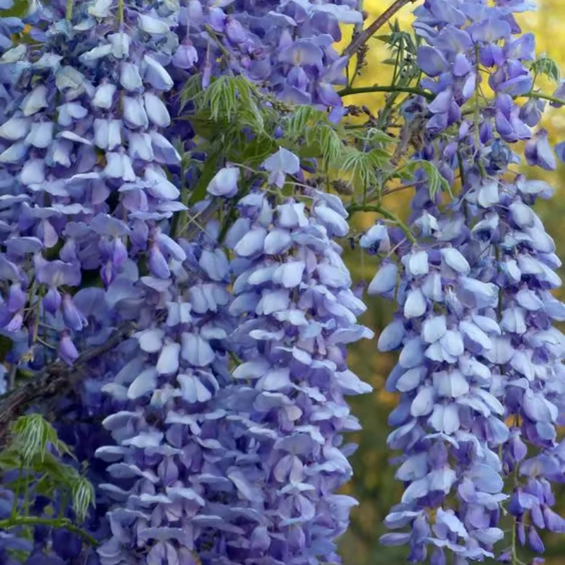 Wisteria Seeds ~ Grow stunning flower-covered walls and arches