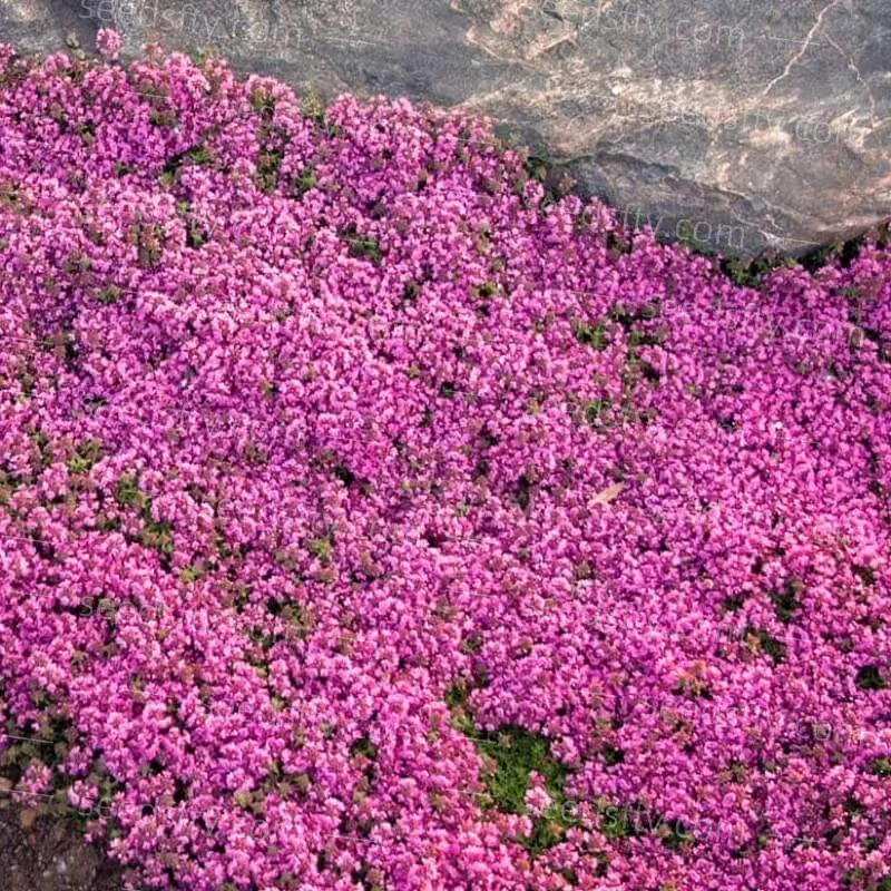 Creeping Thyme Seeds ~ Lush, Low-Maintenance Ground Cover in Full Bloom