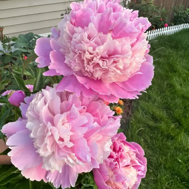 Double Petaled Peony Seeds ~ Grow lush, layered blooms that wow every spring