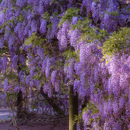Wisteria Seeds ~ Grow stunning flower-covered walls and arches