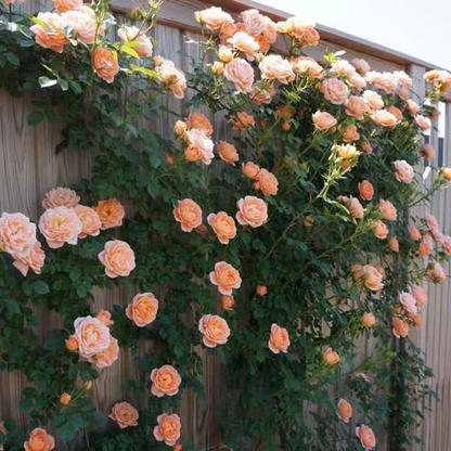 Climbing Rose Seeds ~ Transform fences into floral walls naturally_