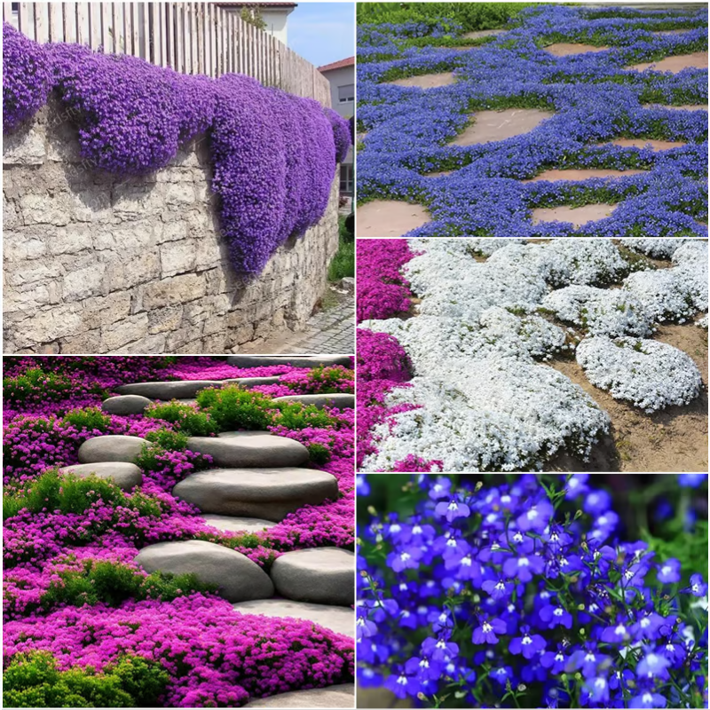 Creeping Thyme Seeds ~ Lush, Low-Maintenance Ground Cover in Full Bloom