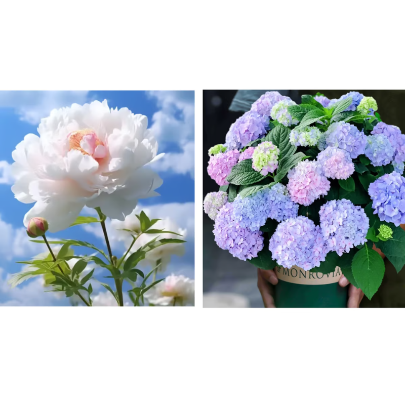 Double Petaled Peony Seeds ~ Grow lush, layered blooms that wow every spring