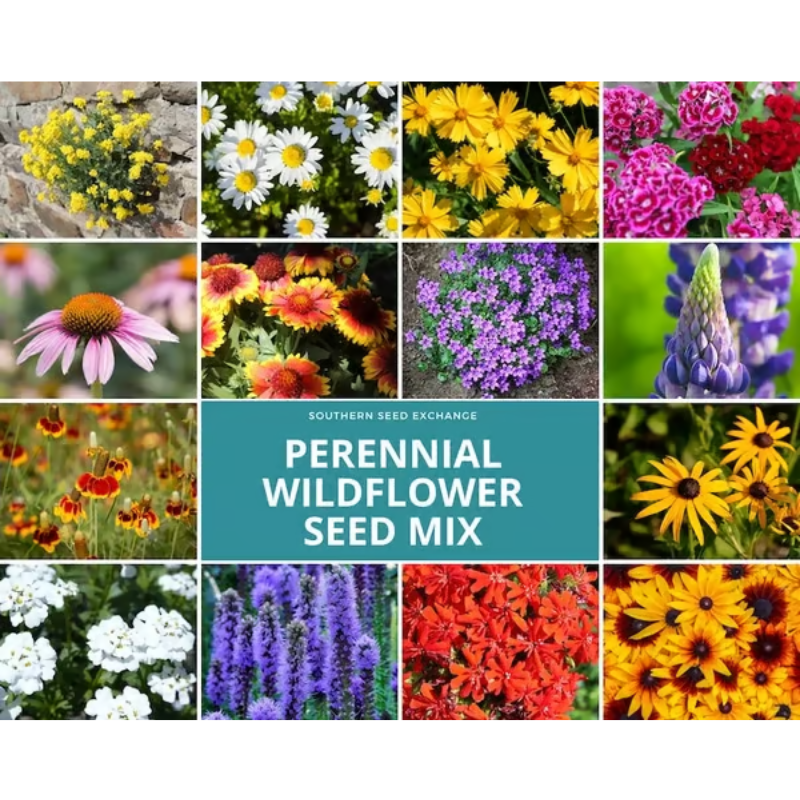 Perennial Wildflower Mixed Seeds (1000 Seeds) ~ Year-round color with one easy planting