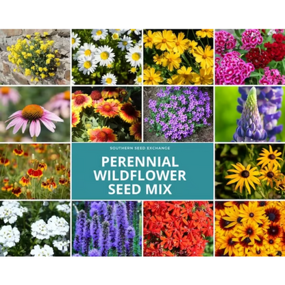 Perennial Wildflower Mixed Seeds (1000 Seeds) ~ Year-round color with one easy planting