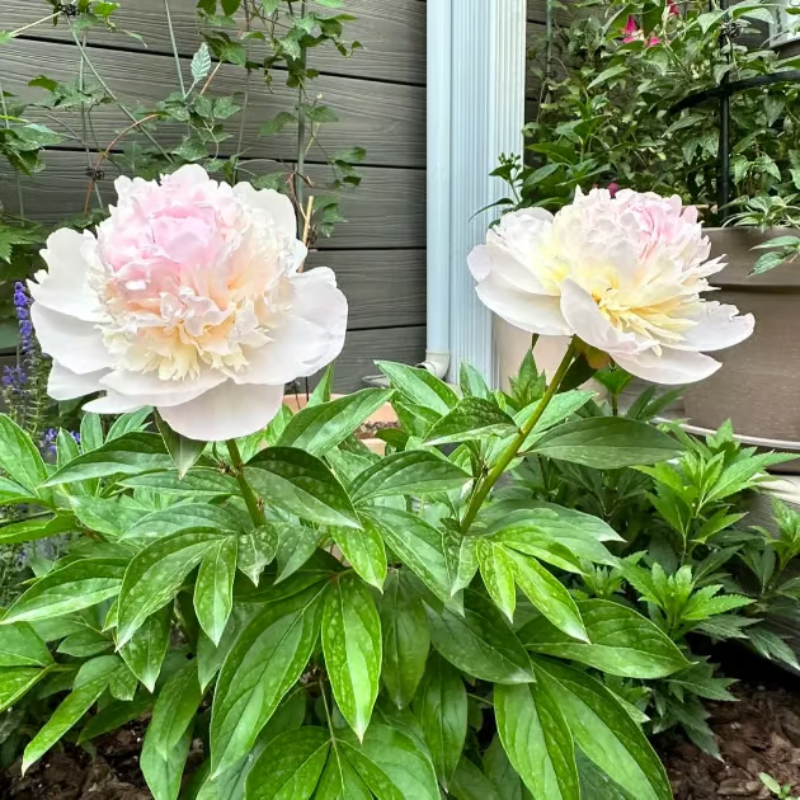 Double Petaled Peony Seeds ~ Grow lush, layered blooms that wow every spring