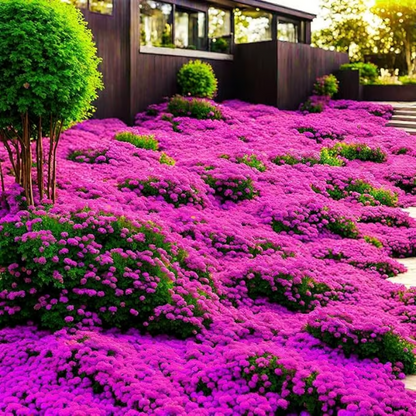 Creeping Thyme Seeds ~ Lush, Low-Maintenance Ground Cover in Full Bloom