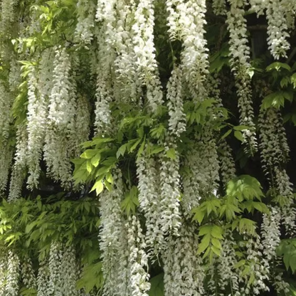 Wisteria Seeds ~ Grow stunning flower-covered walls and arches