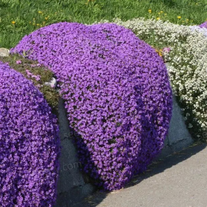 Creeping Thyme Seeds ~ Lush, Low-Maintenance Ground Cover in Full Bloom