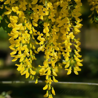 Wisteria Seeds ~ Grow stunning flower-covered walls and arches