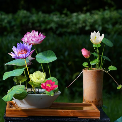 Sacred Bonsai Bowl Lotus Flower seeds ~ Grow vibrant blooms in bowls, pots, or patios