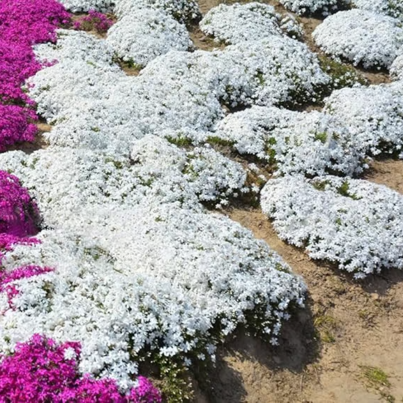Creeping Thyme Seeds ~ Lush, Low-Maintenance Ground Cover in Full Bloom