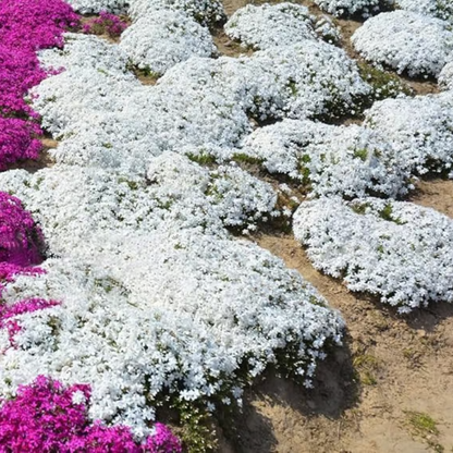 Creeping Thyme Seeds ~ Lush, Low-Maintenance Ground Cover in Full Bloom