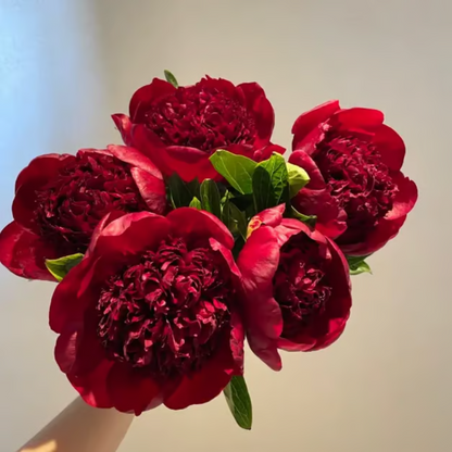 Double Petaled Peony Seeds ~ Grow lush, layered blooms that wow every spring