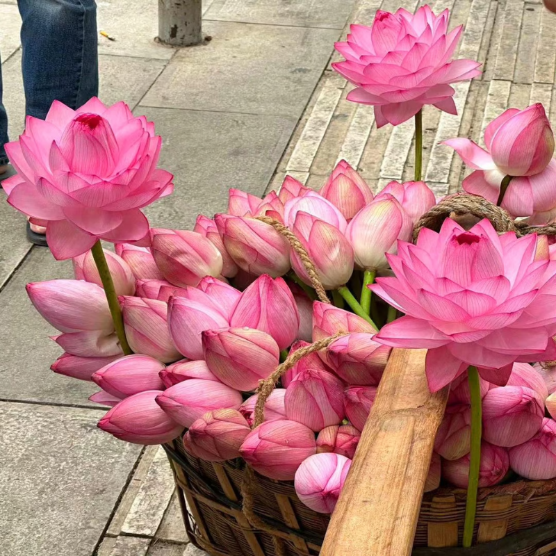 Sacred Bonsai Bowl Lotus Flower seeds ~ Grow vibrant blooms in bowls, pots, or patios