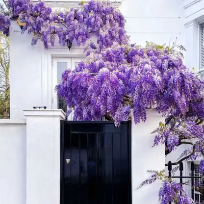 Wisteria Seeds ~ Grow stunning flower-covered walls and arches