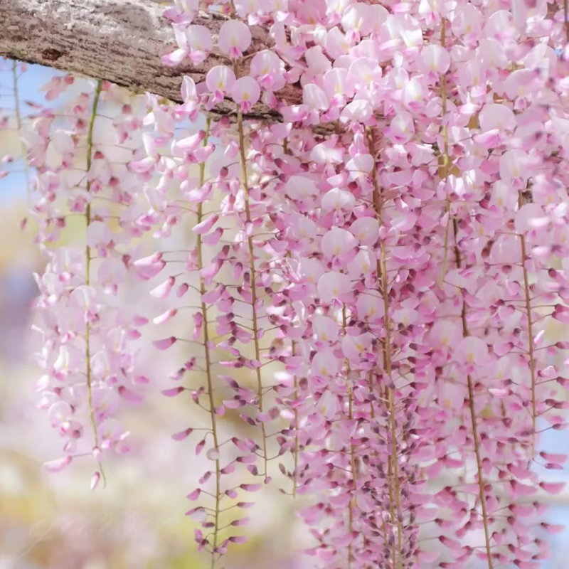 Wisteria Seeds ~ Grow stunning flower-covered walls and arches