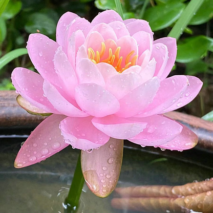 Sacred Bonsai Bowl Lotus Flower seeds ~ Grow vibrant blooms in bowls, pots, or patios