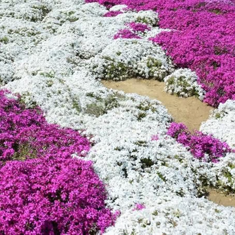 Creeping Thyme Seeds ~ Lush, Low-Maintenance Ground Cover in Full Bloom