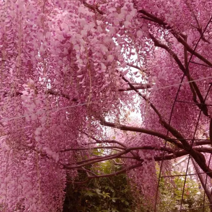 Wisteria Seeds ~ Grow stunning flower-covered walls and arches