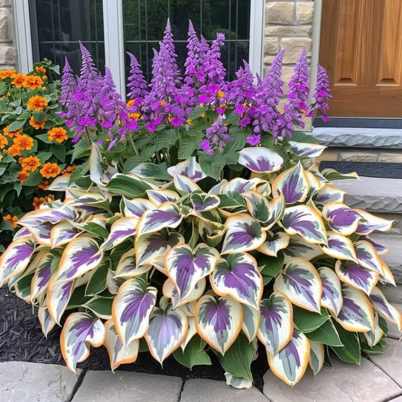 Rare Hosta Seeds ~ Transform dull garden corners into a colorful oasis