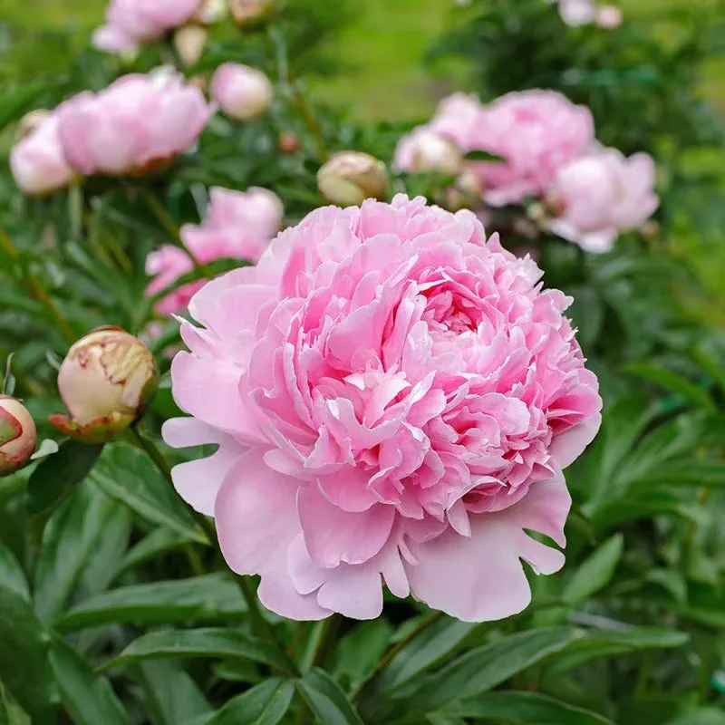 Double Petaled Peony Seeds ~ Grow lush, layered blooms that wow every spring