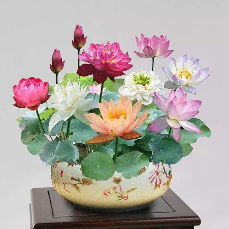 Sacred Bonsai Bowl Lotus Flower seeds ~ Grow vibrant blooms in bowls, pots, or patios