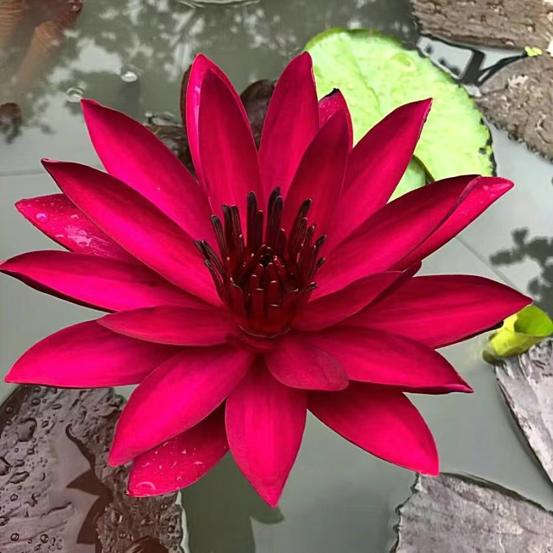 Sacred Bonsai Bowl Lotus Flower seeds ~ Grow vibrant blooms in bowls, pots, or patios