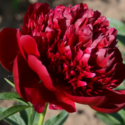 Double Petaled Peony Seeds ~ Grow lush, layered blooms that wow every spring