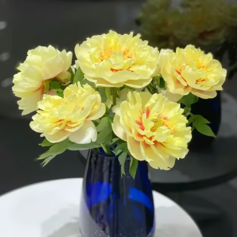 Double Petaled Peony Seeds ~ Grow lush, layered blooms that wow every spring