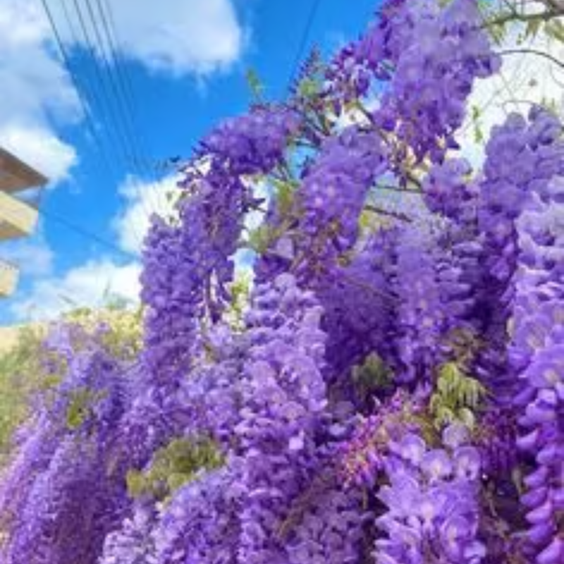 Wisteria Seeds ~ Grow stunning flower-covered walls and arches