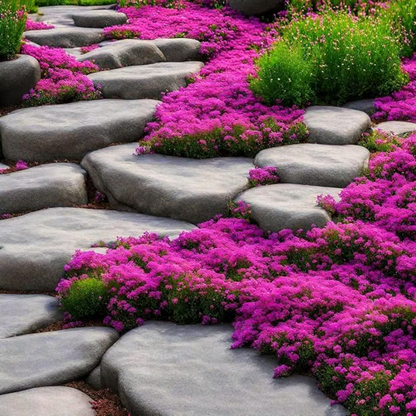 Creeping Thyme Seeds ~ Lush, Low-Maintenance Ground Cover in Full Bloom
