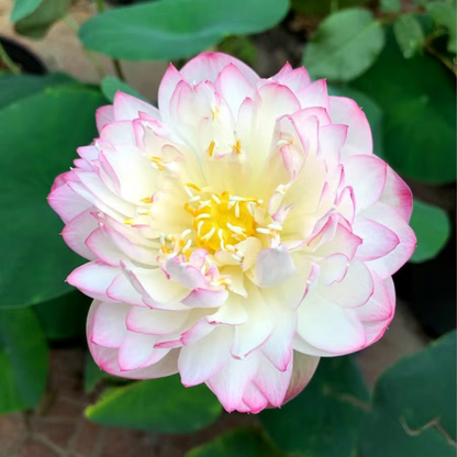 Sacred Bonsai Bowl Lotus Flower seeds ~ Grow vibrant blooms in bowls, pots, or patios