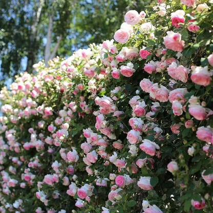 Climbing Rose Seeds ~ Transform fences into floral walls naturally_