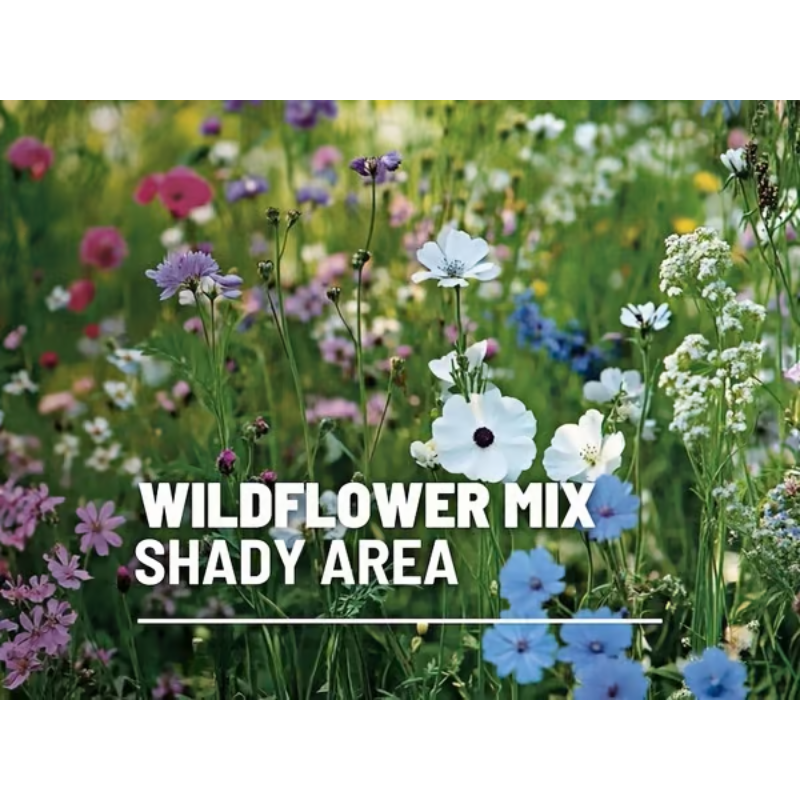 Perennial Wildflower Mixed Seeds (1000 Seeds) ~ Year-round color with one easy planting