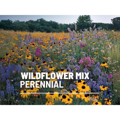 Perennial Wildflower Mixed Seeds (1000 Seeds) ~ Year-round color with one easy planting