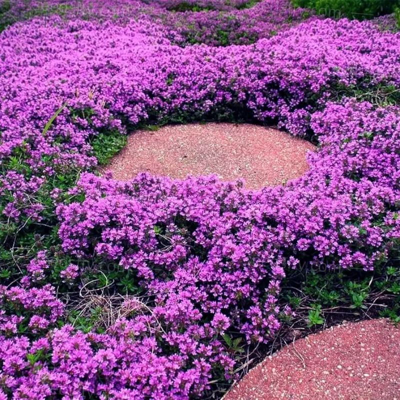 Creeping Thyme Seeds ~ Lush, Low-Maintenance Ground Cover in Full Bloom