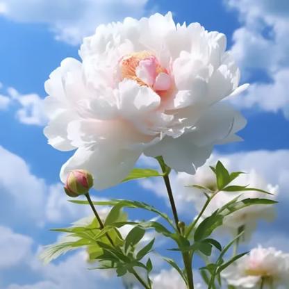 Double Petaled Peony Seeds ~ Grow lush, layered blooms that wow every spring