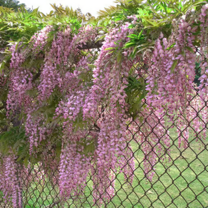 Wisteria Seeds ~ Grow stunning flower-covered walls and arches