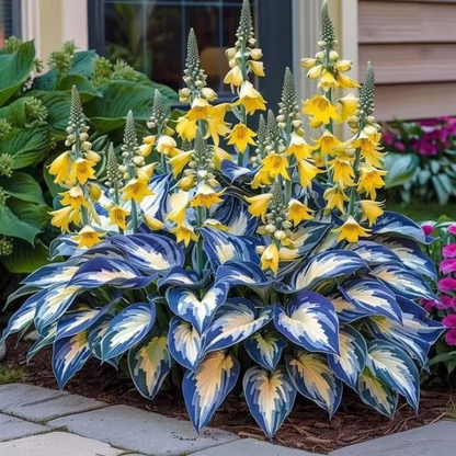 Rare Hosta Seeds ~ Transform dull garden corners into a colorful oasis